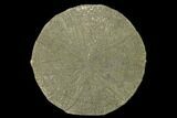 Pyrite Sun - Sparta, Illinois #136618-1